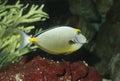 Fish Naso Tang (Naso lituratus) Royalty Free Stock Photo