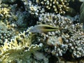 Fish near coral reef