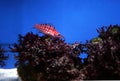 Fish near sea anemone, in search of Nemo, underwater world of Australia, nature coral reefs