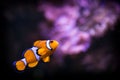 Fish nemo Royalty Free Stock Photo