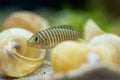 Fish Neolamprologus similis, shell-dwelling cichlid