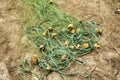 Fish nets And Floats On The Beach Royalty Free Stock Photo