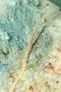 Fish - network pipefish