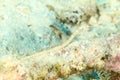 Fish - network pipefish