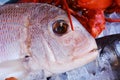 Fish next to shrimps in ice Royalty Free Stock Photo