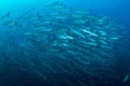 Fish in ocean . School of fishes baracudas at open sea with blue Royalty Free Stock Photo