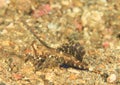 Fish - Orange and black dragonet