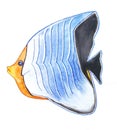 Fish orange face white and blue stripes with a black tail Royalty Free Stock Photo