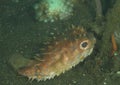 Fish - Orbicular burrfish Royalty Free Stock Photo