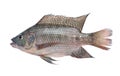 Fish,Oreochromis nilotica isolated on white background