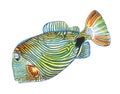 Fish ornament orange blue stripes and a black spot