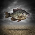 Fish Out Of Water Royalty Free Stock Photo