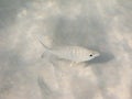 Fish over sand Royalty Free Stock Photo