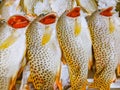 Fish Painted Sweetlips raw, on ice at market Royalty Free Stock Photo