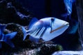 Fish Painted Triggerfish Rhinecanthus aculeatus Royalty Free Stock Photo