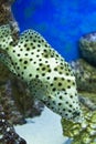 Fish Panther grouper Royalty Free Stock Photo