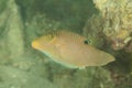 Fish Papuan toby