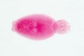 Fish parasite Benedenia seriolae worm micrograph Royalty Free Stock Photo
