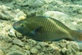 Fish parrot at the rocky bottom. Rainbow parrotfish Royalty Free Stock Photo