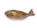 fish parrotfish isolated on white background Royalty Free Stock Photo
