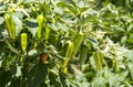 Fish Pepper Plant Full of Green and Red Peppers with Streaks Royalty Free Stock Photo