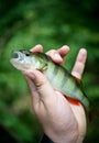 Fish perch Royalty Free Stock Photo