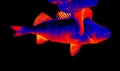 Fish perch close-up in scientific high-tech thermal imager