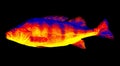 Fish perch close-up in scientific high-tech thermal imager