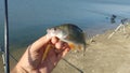 Perch fish on fisherman's hand