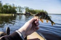 fish perch in the hand of angler