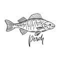 Fish Perch. Hand drawn vector illustration. Engraving style. Isolated on white background. Royalty Free Stock Photo