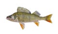 Fish perch, isolated on a white background. Royalty Free Stock Photo