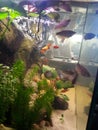 Fish perlegurami platyer water akvarium