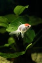 Fish and pet: goldfish lionhead Royalty Free Stock Photo