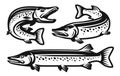 Pike fish set. Fishing, seafood symbol or logo. Vector illustration in monochrome style isolated on white background Royalty Free Stock Photo