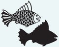 Fish piranha Royalty Free Stock Photo