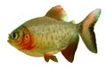Fish piranha Red paku of Colossoma bidens Royalty Free Stock Photo