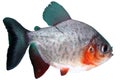 Fish piranha Red paku of Colossoma bidens Royalty Free Stock Photo