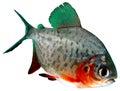 Fish piranha Red paku of Colossoma bidens Royalty Free Stock Photo