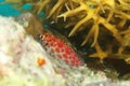 Fish - Pixy hawkfish or Coral hawkfish