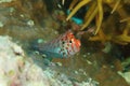 Fish - Pixy hawkfish or Coral hawkfish