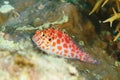 Fish - Pixy hawkfish or Coral hawkfish