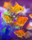 The Fish and Plant Aquariums Royalty Free Stock Photo