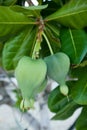 Fish poison tree Barringtonia asiatica young fruits and flower buds. Leaf, bark, fruit and seed of this ornamental plant Royalty Free Stock Photo