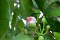 Fish poison tree Barringtonia asiatica young fruits and flower buds. Leaf, bark, fruit and seed of this ornamental plant Royalty Free Stock Photo