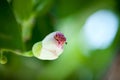 Fish poison tree Barringtonia asiatica young fruits and flower buds. Leaf, bark, fruit and seed of this ornamental plant Royalty Free Stock Photo