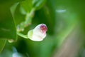 Fish poison tree Barringtonia asiatica young fruits and flower buds. Leaf, bark, fruit and seed of this ornamental plant Royalty Free Stock Photo