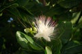 Fish poison tree Barringtonia asiatica young fruits and flower buds. Leaf, bark, fruit and seed of this ornamental plant Royalty Free Stock Photo