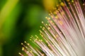 Fish poison tree Barringtonia asiatica young fruits and flower buds. Leaf, bark, fruit and seed of this ornamental plant Royalty Free Stock Photo