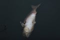Fish in a polluted lake Royalty Free Stock Photo